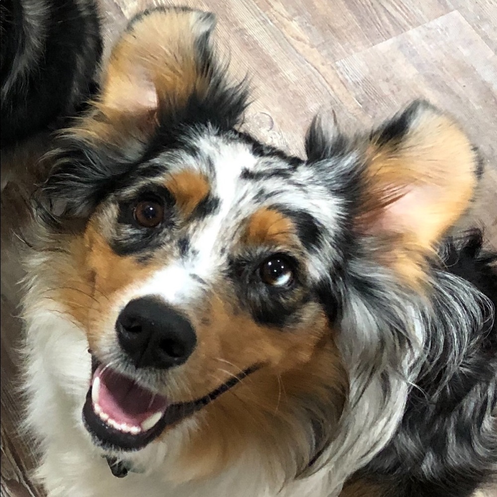 Meet your Posher, Lacy